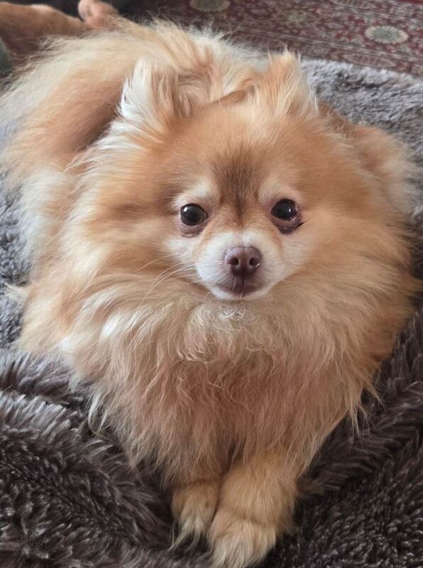 Pomeranian Puppies For Sale Under £1,000