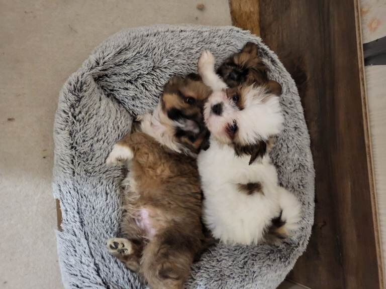 Pomeranian and Shih Tzu mix puppies, also known as a Shiranian or Pomshi, - Image 2 of 4