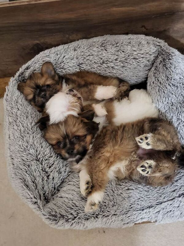 Pomeranian and Shih Tzu mix puppies, also known as a Shiranian or Pomshi, - Image 3 of 4