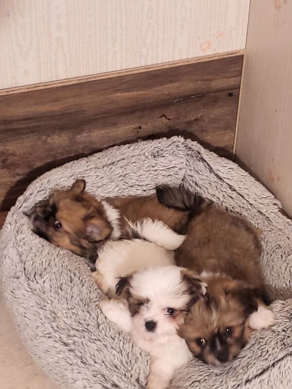 Pomeranian and Shih Tzu mix puppies, also known as a Shiranian or Pomshi, - Image 4 of 4