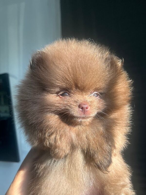 Pomeranian babies for sale!!!