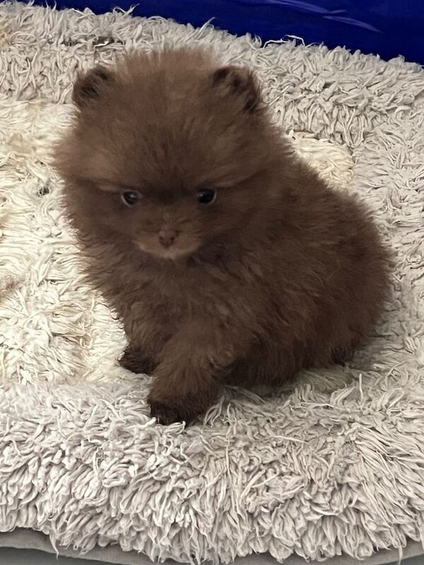 Pomeranian babies for sale!!! - Image 2 of 3