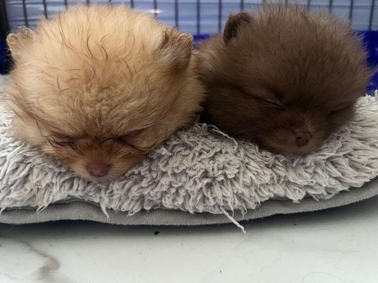 Pomeranian babies for sale!!! - Image 3 of 3