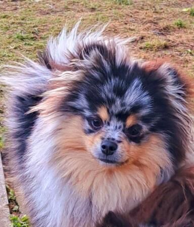 Pomeranian puppies for sale in Belfast, County Antrim – 3 years old - Image 2 of 5
