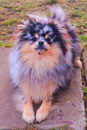 Pomeranian puppies for sale in Belfast, County Antrim – 3 years old - Image 5 of 5