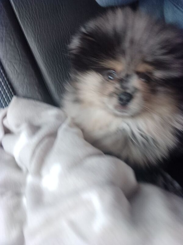 Pomeranian puppies for sale in Great Barr, West Midlands – 4 months old - Image 3 of 5