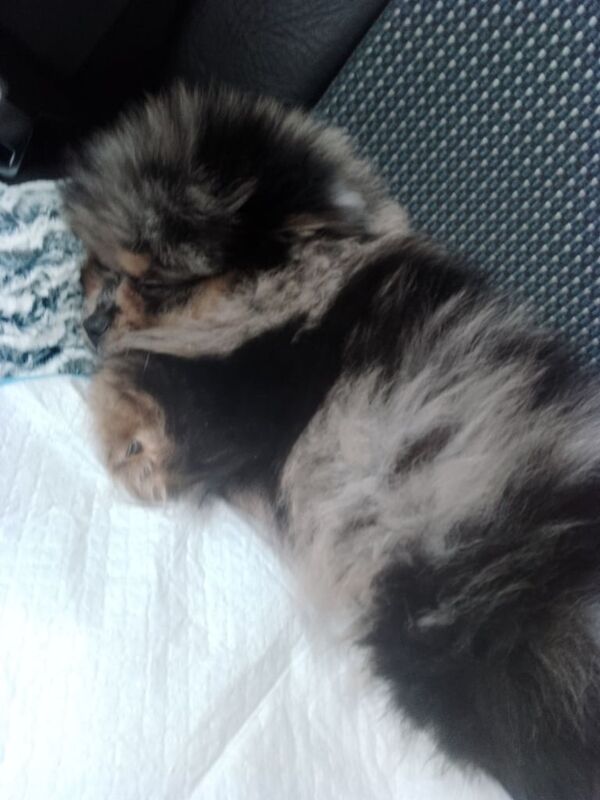 Pomeranian puppies for sale in Great Barr, West Midlands – 4 months old - Image 5 of 5