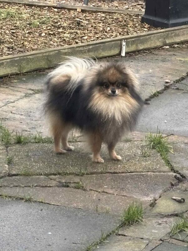 Pomeranian puppies for sale in Coventry, West Midlands – 1 year old