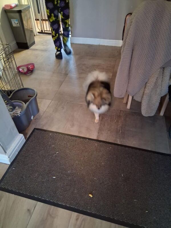 POMERANIAN BOY 2.5 YEARS OLD ready now - Image 3 of 3