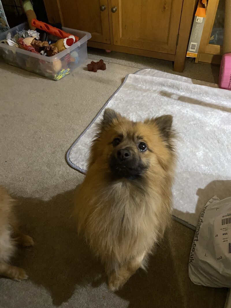 Pomeranian boy for sale in Melton Mowbray, Leicestershire | Image 3