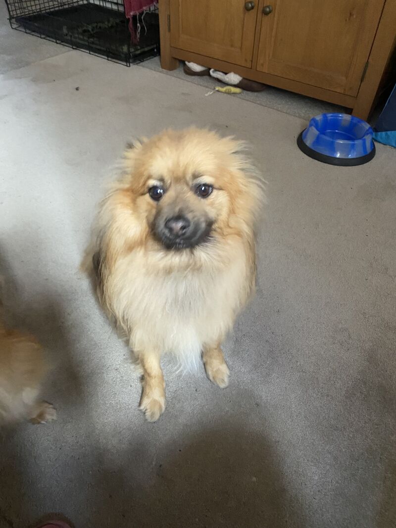 Pomeranian boy for sale in Melton Mowbray, Leicestershire | Image 4