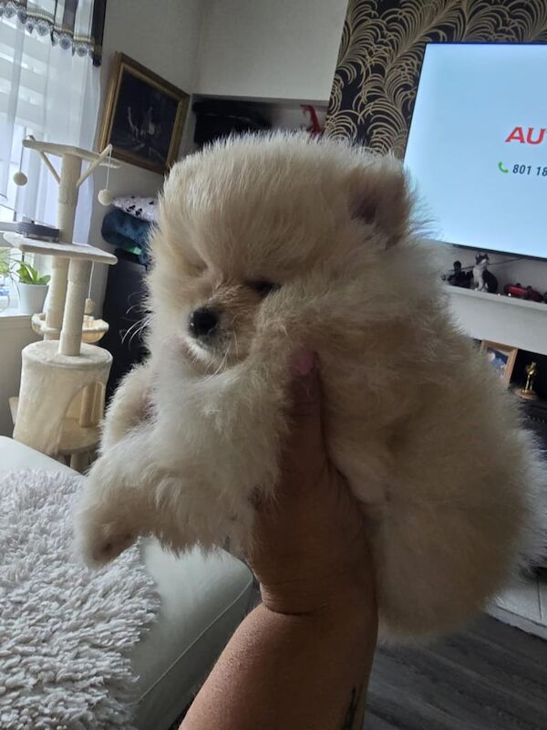 Pomeranian puppies for sale in Dingwall, Ross and Cromarty – 9 weeks old