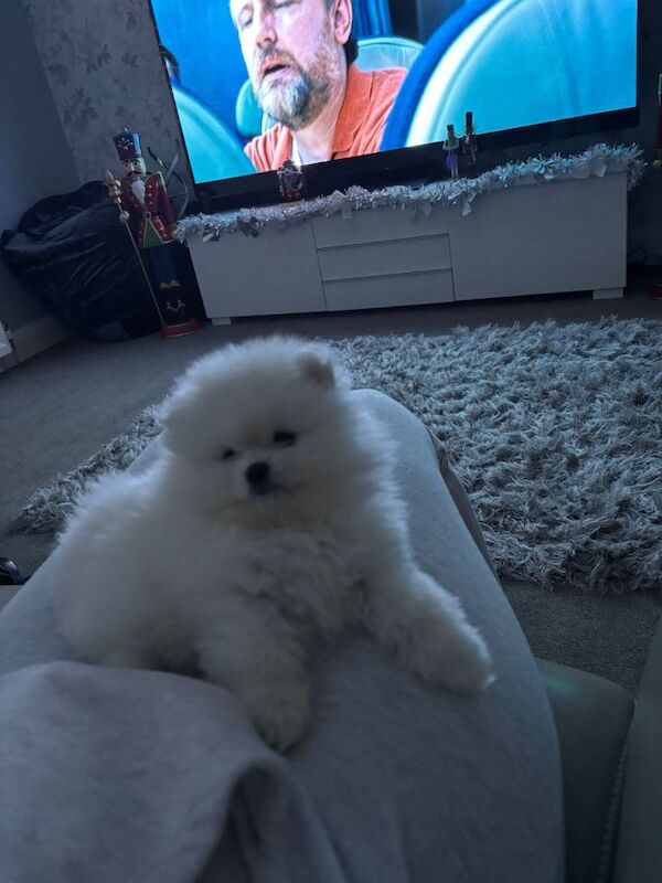 Kennel Club Registered Pomeranian Puppies For Sale