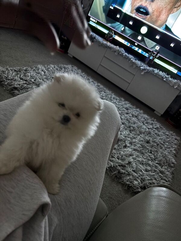 Pomeranian puppies for sale in Tilbury, Essex – KC registered, 10 weeks old - Image 2 of 5