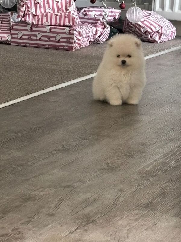 Pomeranian puppies for sale in Tilbury, Essex – KC registered, 10 weeks old - Image 4 of 5