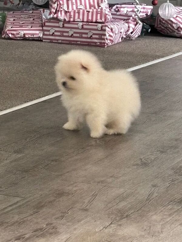 Pomeranian puppies for sale in Tilbury, Essex – KC registered, 10 weeks old - Image 5 of 5