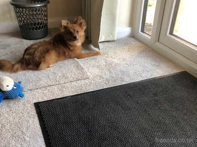 Pomeranian puppies for sale in Prestatyn, Clwyd – 1 year old - Image 2 of 5