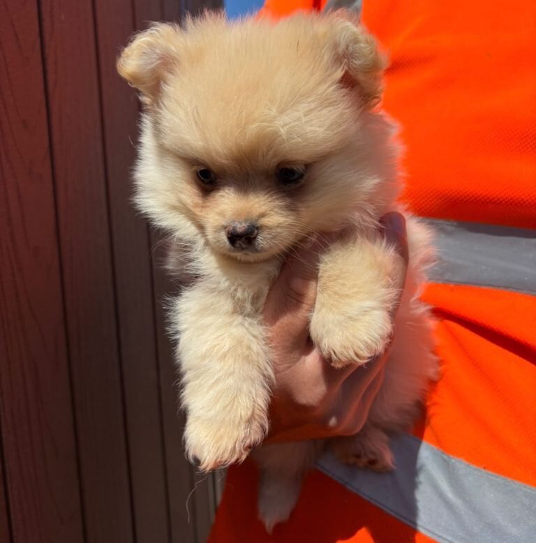 Pomeranian Boy