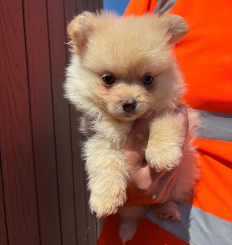 Pomeranian Boy - Image 2 of 3