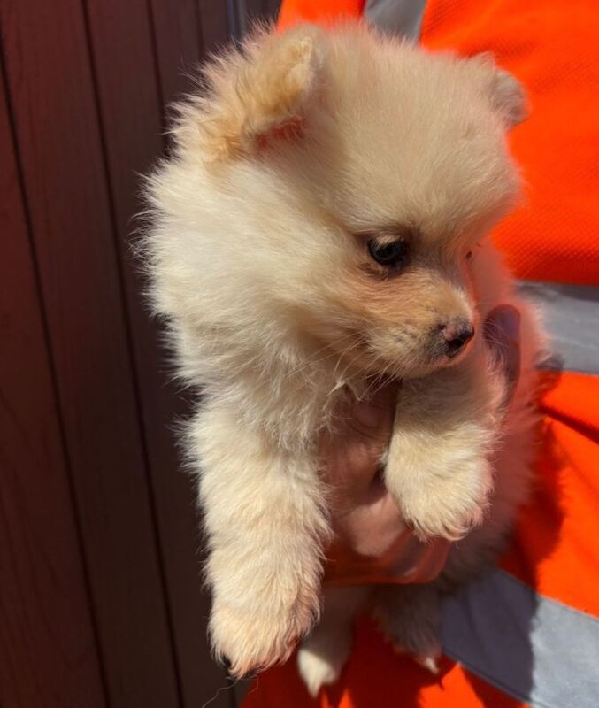 Pomeranian Boy - Image 3 of 3