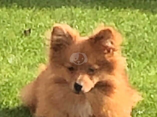Pomeranian puppies for sale in Prestatyn, Clwyd – 1 year old - Image 2 of 5