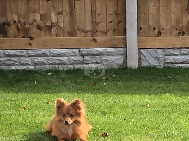 Pomeranian puppies for sale in Prestatyn, Clwyd – 1 year old - Image 3 of 5