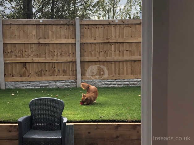 Pomeranian puppies for sale in Prestatyn, Clwyd – 1 year old - Image 5 of 5