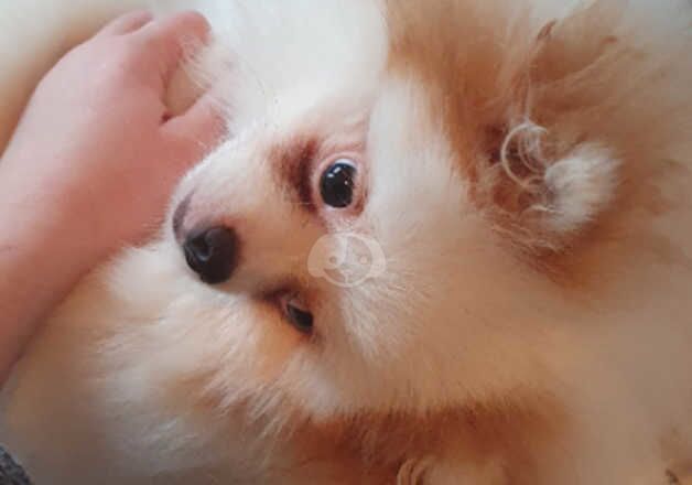 Pomeranian puppies for sale in Aberdeen, City of Aberdeen – 1 year old - Image 2 of 5