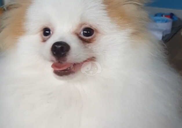 Pomeranian puppies for sale in Aberdeen, City of Aberdeen – 1 year old - Image 3 of 5
