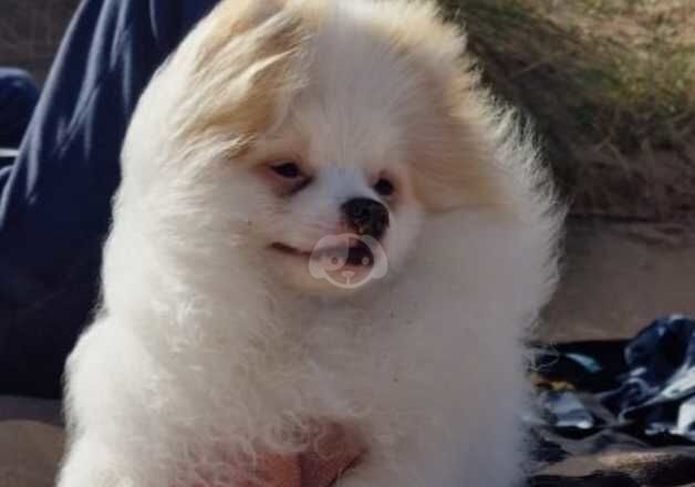 Pomeranian puppies for sale in Aberdeen, Aberdeen City – 1 year old - Image 5 of 5