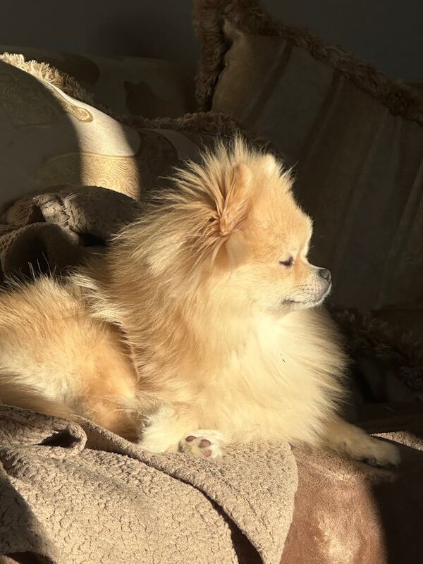 Pomeranian boy 8 weeks old for sale in Denny, Stirling and Falkirk