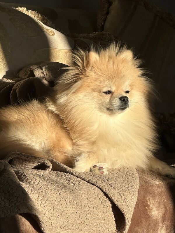Pomeranian boy 8 weeks old for sale in Denny, Stirling and Falkirk | Image 2