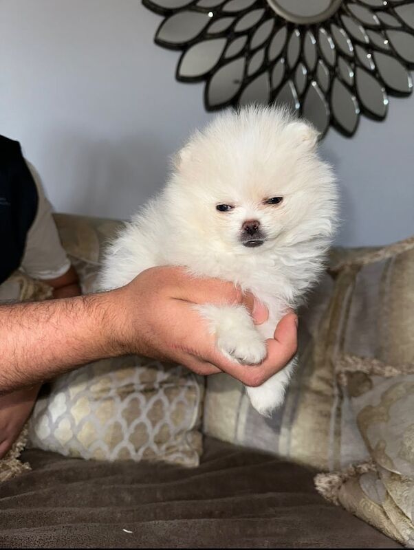 Pomeranian boy 8 weeks old for sale in Denny, Stirling and Falkirk | Image 3