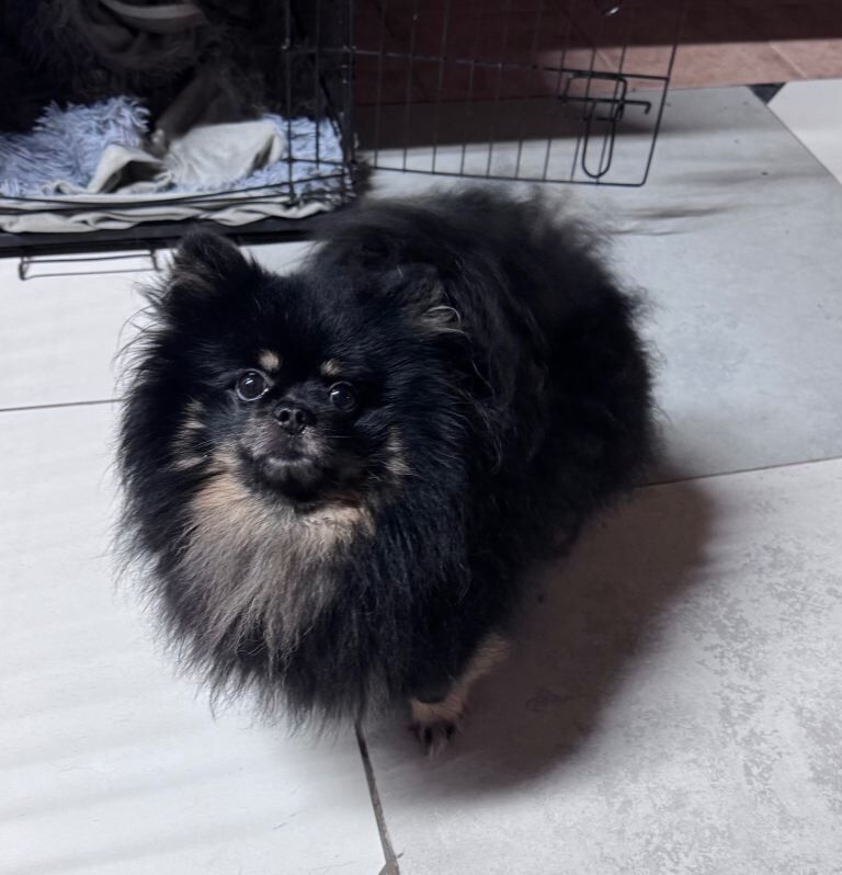 Pomeranian puppies for sale in Coventry, West Midlands – 3 years old