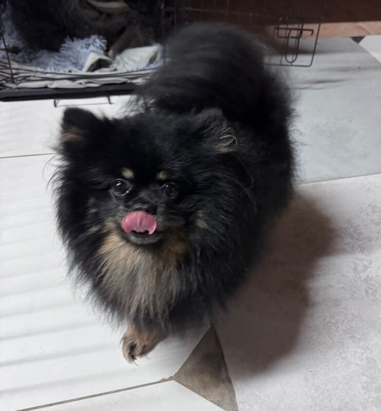 Pomeranian puppies for sale in Coventry, West Midlands – 3 years old - Image 2 of 3