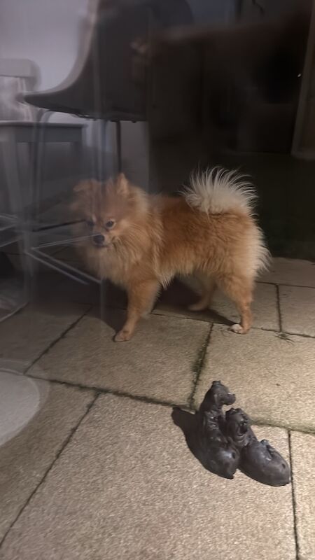 Pomeranian puppies for sale in Tonbridge, Kent – 1 year old