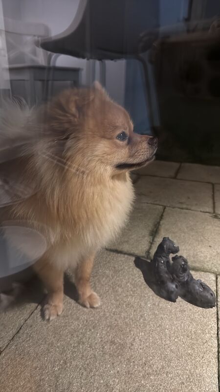Pomeranian puppies for sale in Tonbridge, Kent – 1 year old - Image 2 of 10