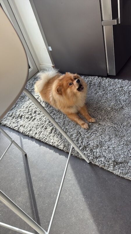 Pomeranian puppies for sale in Tonbridge, Kent – 1 year old - Image 4 of 10