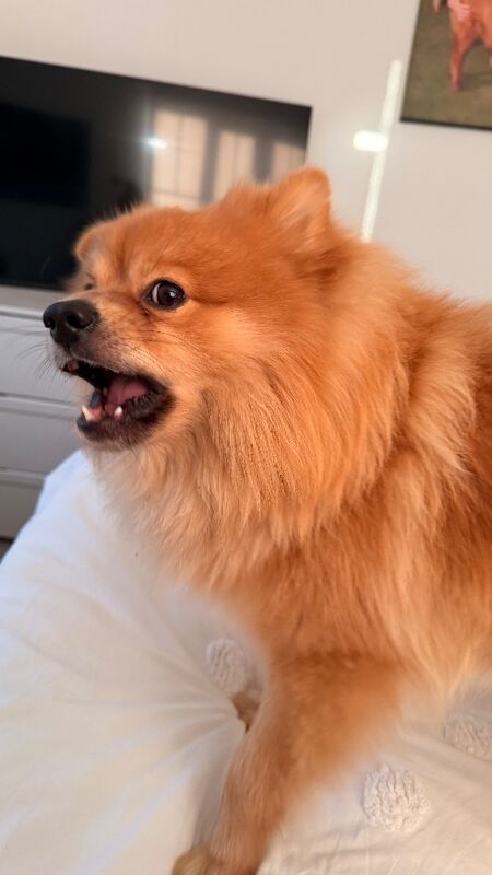 Pomeranian puppies for sale in Tonbridge, Kent – 1 year old - Image 5 of 10