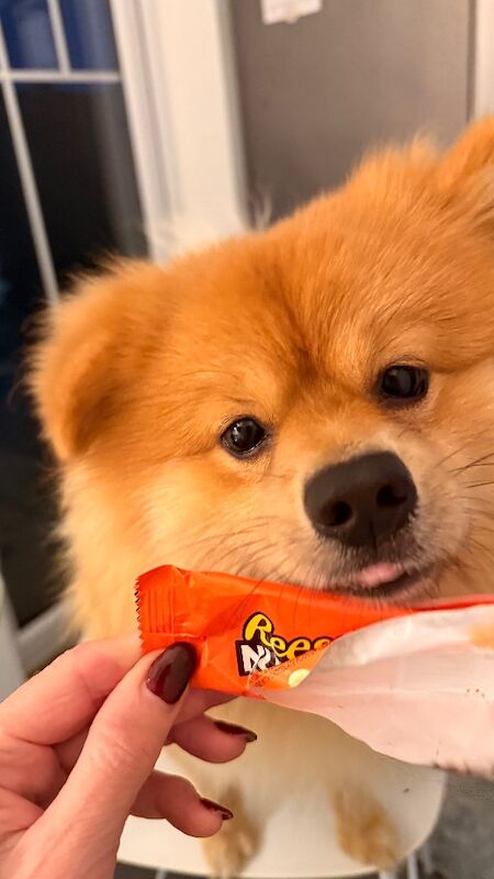 Pomeranian puppies for sale in Tonbridge, Kent – 1 year old - Image 6 of 10