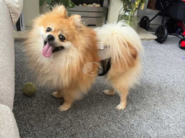 Pomeranian puppies for sale in Barnsley, South Yorkshire – 4 years old - Image 3 of 5