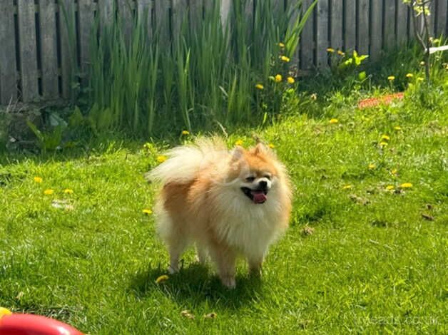 Pomeranian puppies for sale in Barnsley, South Yorkshire – 4 years old - Image 4 of 5