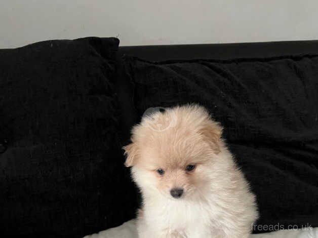 Pomeranian puppies for sale in Beeston, West Yorkshire – 1 year old - Image 2 of 5