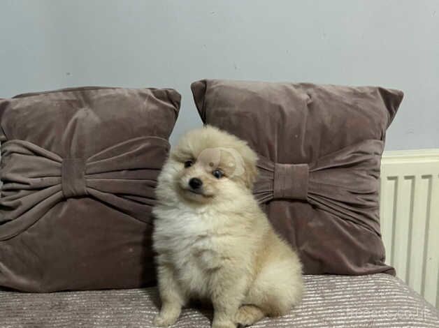 Pomeranian puppies for sale in Beeston, West Yorkshire – 1 year old - Image 3 of 5