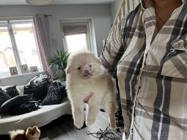 Pomeranian puppies for sale in Beeston, West Yorkshire – 1 year old - Image 4 of 5