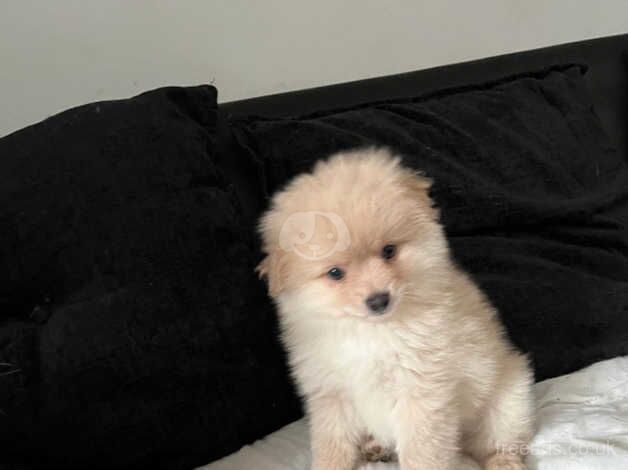 Pomeranian puppies for sale in Beeston, West Yorkshire – 1 year old - Image 5 of 5