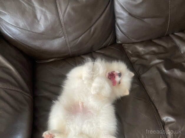Pomeranian puppies for sale in Enfield, Greater London – 1 year old - Image 2 of 5