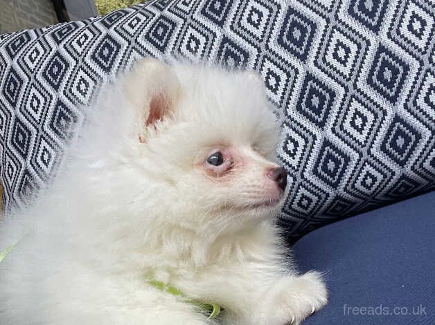 Pomeranian puppies for sale in Enfield, Greater London – 1 year old - Image 4 of 5