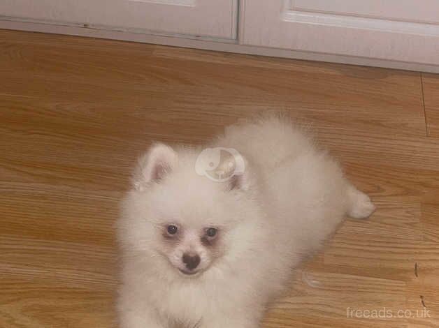 Pomeranian puppies for sale in Enfield, Greater London – 1 year old - Image 5 of 5