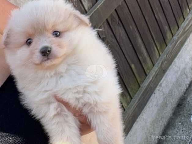 Pomeranian puppies for sale in Radcliffe, Northumberland – 10 months old - Image 1 of 5